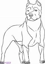 Pitbull Coloring Pages Adults Puppy Realistic Faces Printable Getcolorings Color Print Pag Getdrawings Colorings sketch template