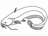 Catfish Ikan Lele Mewarnai Poisson Sum Ryba Sketsa Kolorowanka Menggambar Coloringbay Hewan Druku Tawar Hias Pintar Binatang Wydrukuj Malowankę Drukowanka sketch template