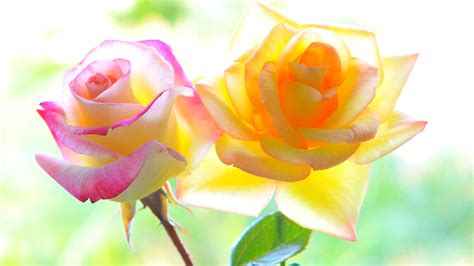 wallpaper pink  yellow roses backlight  uhd  picture image