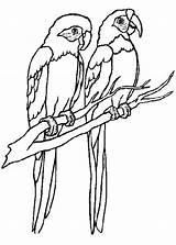 Papagei Ausmalbildermalvorlagen sketch template