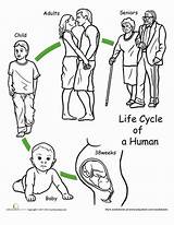 Life Cycle Human Worksheet Color Stages Growth Humans Circle Education Different Gif Animal Its sketch template