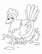 Hen Coloring Pages Red Little Kids Colouring Hens Color Printable Story Pretty Sheets Activities 1920s Animals Getcolorings Kid Da Preschool sketch template