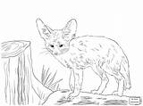 Fox Fennec Coloring Pages Baby Drawing Realistic Cute Red Winged Cat Foxes Color Printable Drawings North African Kids Animal Getcolorings sketch template