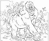 Gorilla Coloring Pages Silverback Mountain Animals Printable Revelation Kids Ivan Sheets Only Color Gorillas Joking Craft Books Colouring Gotta Getcolorings sketch template
