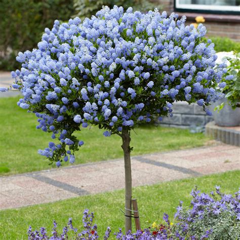 standard lilac tree hot sex picture
