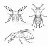 Avispas Vespa Wespe Karikatur Animale Vettore Wespen Insetto Adulti Coloritura Gesetztes Insekten Malbuch sketch template