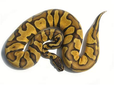 Enchi Pastel Morph List World Of Ball Pythons