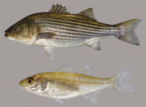 striped bass discover fishes