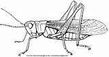 Coloring Grasshopper Orthoptera sketch template