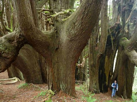 Defiant Redwood Of The Week Candelabra Redwoods Save The Redwoods League