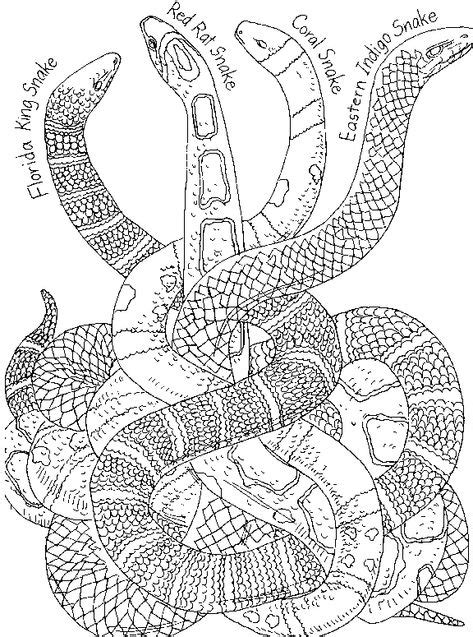 snake pictures  animal coloring pages super coloring pages