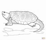 Coloring Turtle Snapping Alligator Common Pages Printable Drawing Turtles Online Supercoloring Color Ausmalbilder Drawings sketch template
