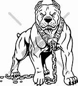 Pitbull Angry Bully Pitbulls Bulldog Gangue Tatuagens Mascot Webstockreview sketch template