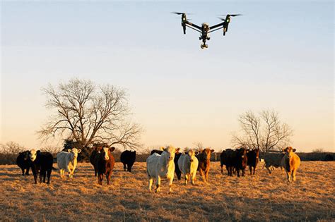 drone counting cattle drone hd wallpaper regimageorg