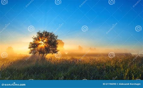 eenzame boom op gebied met zonlicht stock foto image  blauw eenzaam