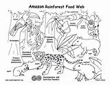 Rainforest Food Chain Coloring Amazon Web Kids Pages Tropical Clipart Pdf Diagram Exploring Resource Nature Biome Higher Downloading Resolution Sheets sketch template