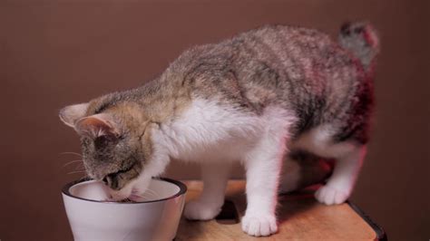 kitten eating food  bowl  hungry stock footage sbv