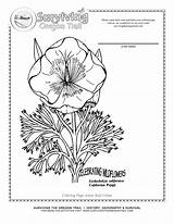 Coquelicot Coloriages Puzzles 11th Worksheeto sketch template