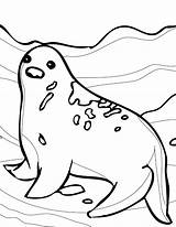 Arctic Polar Tundra Floe Coloringhome Zeehond Seals Kleurplaten Effortfulg Designlooter Eleanor sketch template