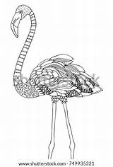 Flamingo Coloring Zentangle Vector Flamingos Stress Antistress Anzeigen sketch template