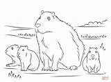 Capybara Capibara Animales Kleurplaat Carpinchos Ausmalbild Malvorlagen Wasserschwein Gratis Supercoloring Kleurplaten Designlooter Carpincho sketch template