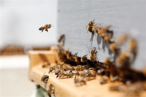 het nut van bijen body  mind amsterdam