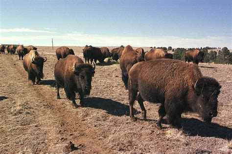 colorado bison herd  growing