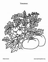 Coloring Pages Tomatoes Vegetables Garden Tomato Click sketch template