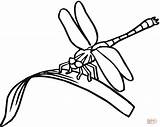 Dragonfly Coloring Pages Printable Clipart Kids Drawing Line Dragonflies Eating Simple Colouring Print Clip Capung Mewarnai Gambar Cartoon Insect Printables sketch template