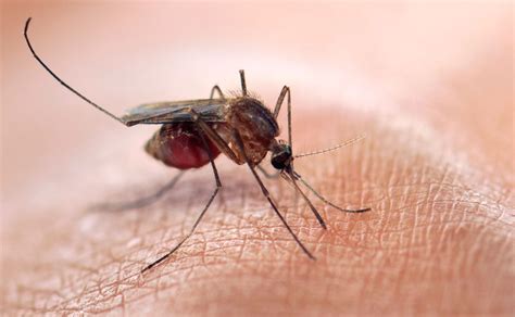 zika virus  fast facts