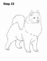 Samoyed Dog Draw Step sketch template