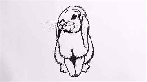 beginners   draw  lop eared bunny rabbit youtube