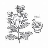 Stevia Pianta Zucchero Medicinale Vettore Incisa Annata Dolcificante Erbe Sostituto Schizzo Erba Foglia sketch template