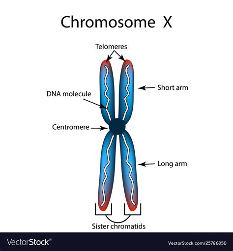 The Structure Chromosome Infographics Royalty Free Vector