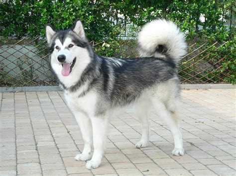 alaskan malamute reviews  pictures alaskan malamute dog breeders pictures collections