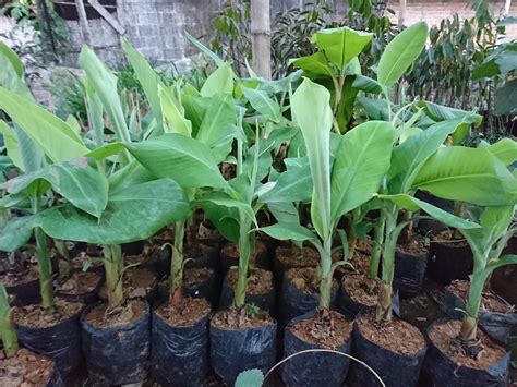persediaan bibit pisang menipis  permintaan meningkat hortikultura indonesia