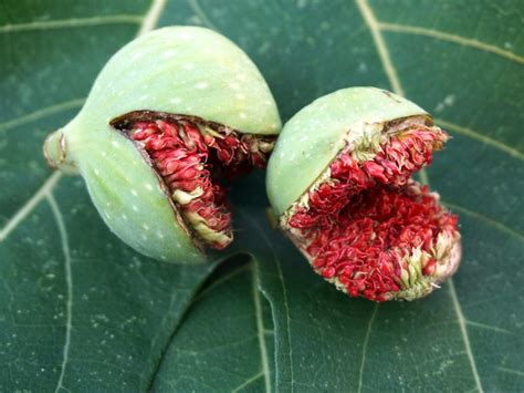 figs wont  ripe  figs stop ripening   tree