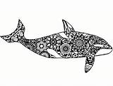 Whale Coloring Orca Adult Outline Mosaic Drawing Killer Pages Paintingvalley sketch template