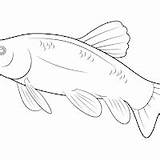 Ikan Lele Mewarnai sketch template