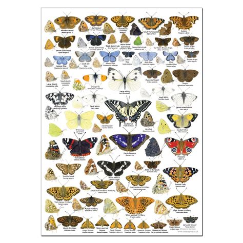 british butterflies identification  poster art print chart