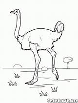 Colorat Strut Avestruz Desene Dibujos Planse Colorare Ostrich Struzzo Autruche Disegni Malvorlagen Colorkid Aves Struti Animale sketch template