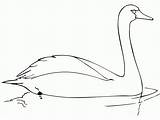 Swan Gambar Whistling Coloring Angsa Sketsa Hewan Mewarnai Jerapah Kolase sketch template
