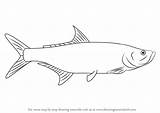 Tarpon Draw Drawing Step Fish Drawings Fishes Tutorials Drawingtutorials101 Learn Choose Board Tutorial sketch template