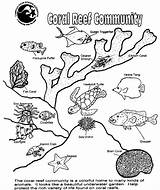 Reef Coral Ecosystem Coloring Plants Ocean Worksheet Pages Drawing Animals Color sketch template