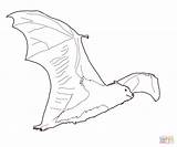Bat Drawing Coloring Pages Fruit Flying Fox Template Color Printable Colouring Sketch Supercoloring Drawings Basket Paper sketch template