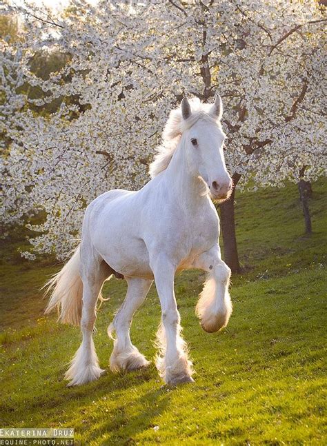 germany draft horses equine photography  ekaterina druz cavalos