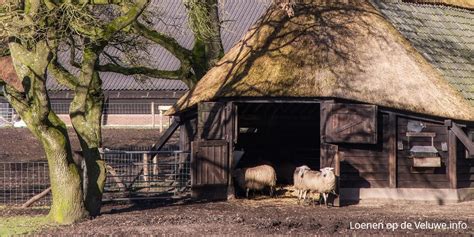 de schaapskooi  loenen