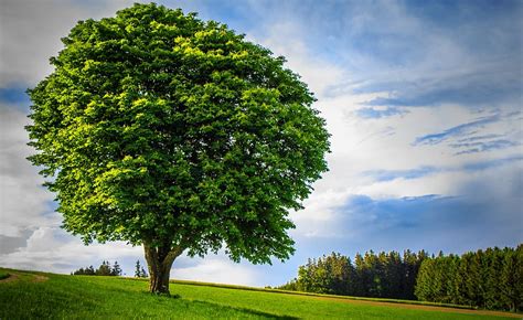 hd wallpaper big tree lonely handsome age powerful huge large