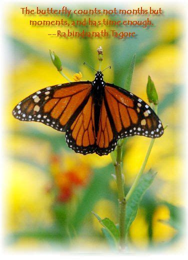 butterfly quote inspirational words pinterest butterfly quotes and butterfly