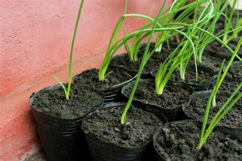 onion seed germination time temperature process gardening tips